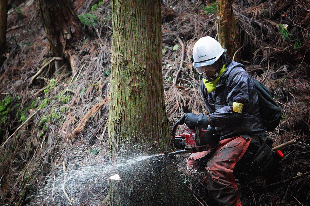 Sawing Hinoki trunk