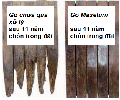 Thử nghiệm chôn gỗ Maxelum trong đất trong 11 năm