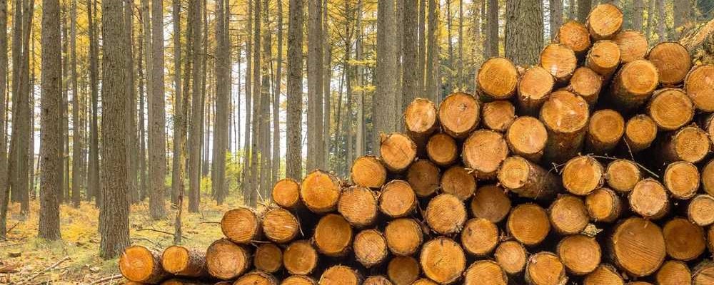 Gỗ karamatsu của Nhật Bản.