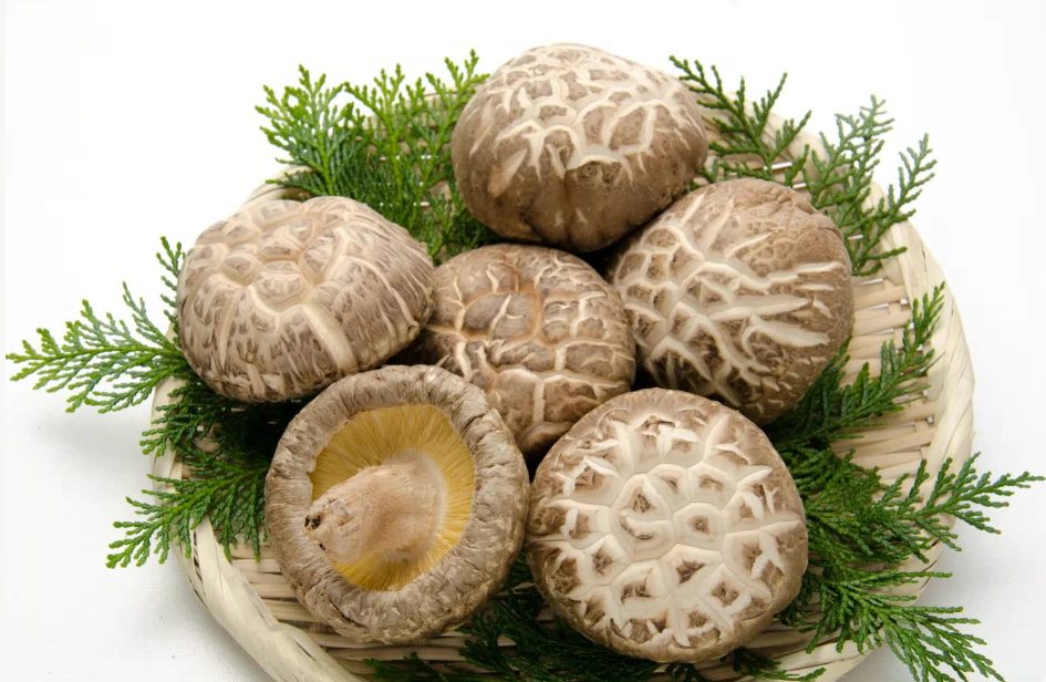 Oita: Sản lượng nấm shiitake khô lớn nhất Nhật Bản. (Ảnh từ Internet)