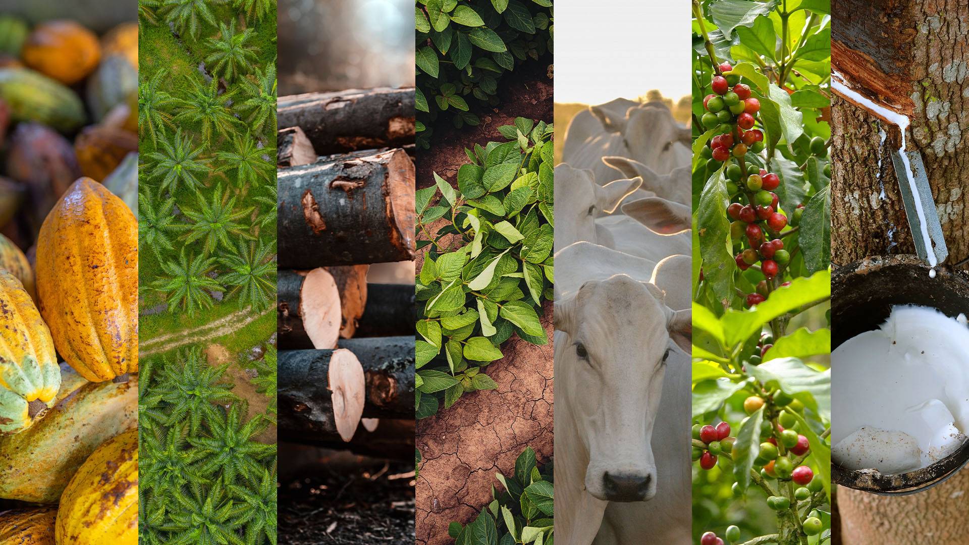 EUDR có ảnh hưởng tới các nguyên liệu, sản phẩm thuộc các nhóm cacao, cọ dầu, gỗ, đậu nành, gia súc, cà phê, cao su. (Ảnh từ Internet)