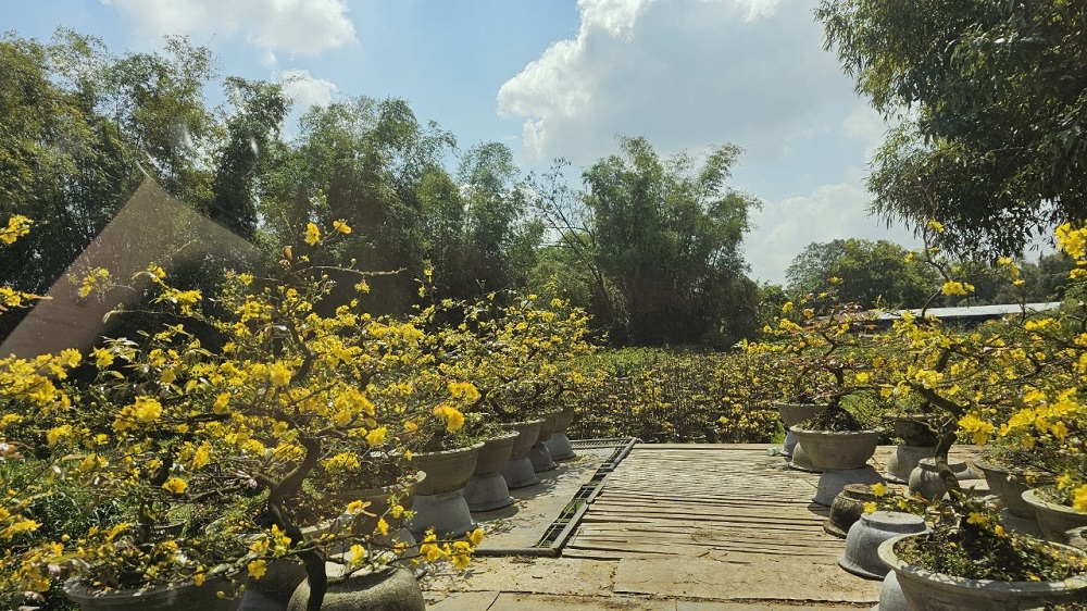 Làng mai cảnh Háo Đức