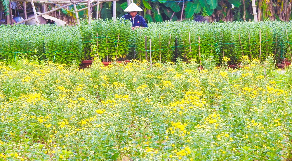 Làng hoa Dương Sơn