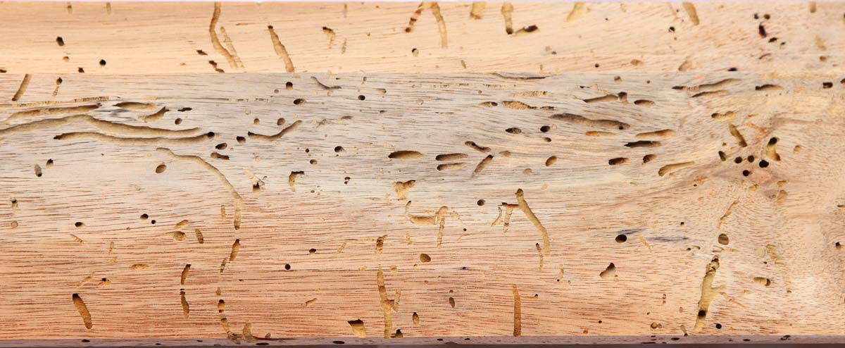 Gỗ bị mọt là tình trạng không hiếm gặp.